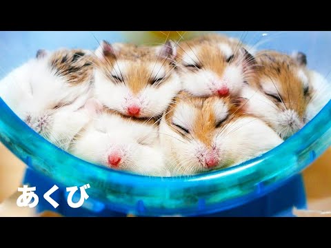 Hamster Cute Pet Chocohamhamの最新動画 Youtubeランキング