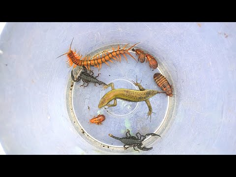 Look at this I Catch strange animals🎄 cute lizards, centipedes, scorpions, and cockroaches