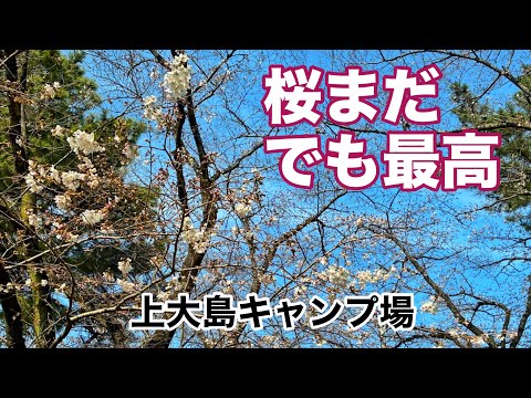 【4月の上大島キャンプ場】橋本駅→バスで行く上大島|相模川のほとりで桜2分咲きの静かな平日デイキャンプ ~神奈川県相模原市緑区~