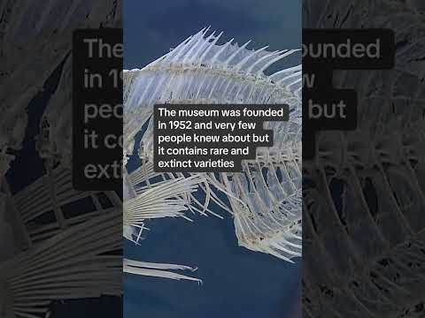 'Secret' museum in Shanghai houses 20,000 rare and extinct fish specimens