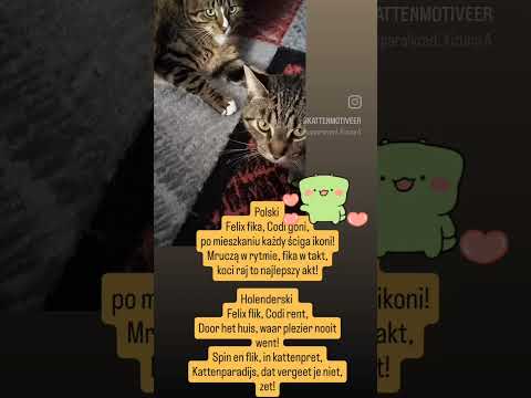 Felix flik, Codi rent,Door het huis, waar plezier nooit went!Spin en flik.. ♥️#voorjou #felix #codi