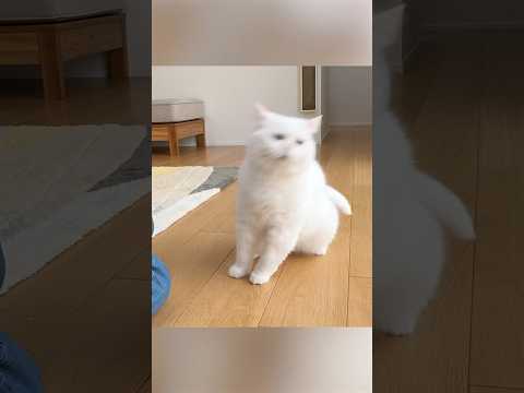 油断してる猫にバリカンを見せたら…！ #ポムしま