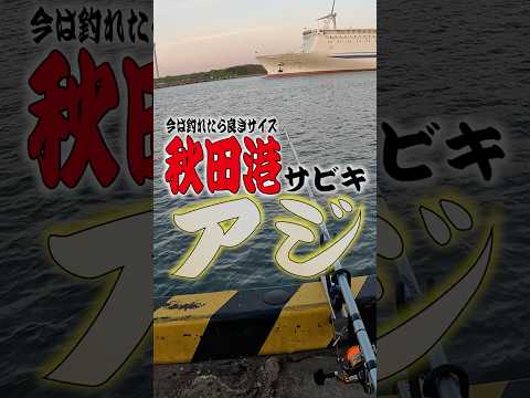 【#秋田釣り】今は釣れたら良きサイズ 秋田港サビキ アジ