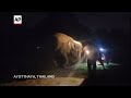 Mother and rare twin baby elephants doing well after tumultuous birth in Thailand - 00:59 min - News - Video