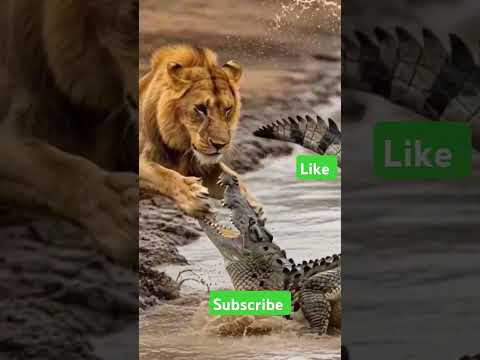 😱 ओह माय गॉड सूअर को 🤣 पकड़ा 😱 शेर और सूअर की लड़ाई #animals #cartoon #trending #viral