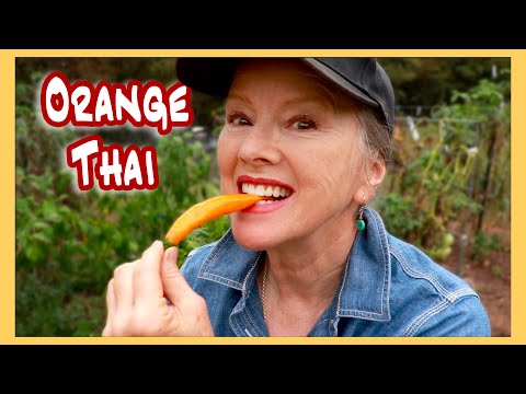 ORANGE THAI PEPPERS flourish in Tennessee! The BEST snacking pepper! (taste test!)