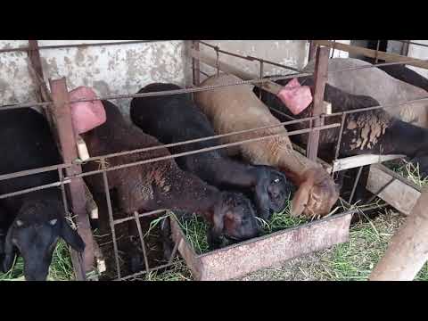 Qozi qochqor boqish mavsumi boshlandi