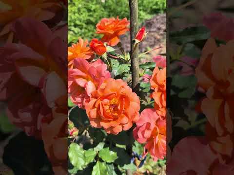 Мої кущові троянди #садівництво