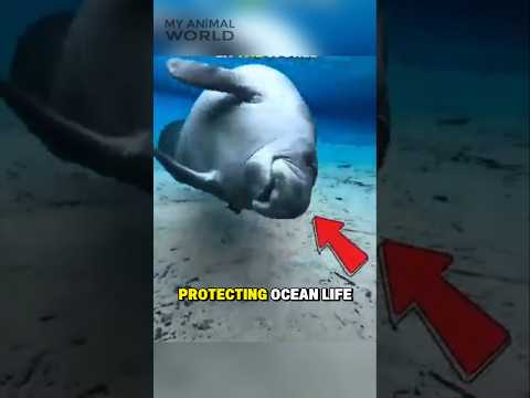 The Secret Life of Sea Cows Revealed!