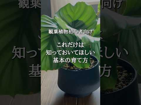 【初心者必見】これだけは知っておいて欲しい観葉植物の超基本の育て方 |  水やり | 置き場所 | 植え替え  #観葉植物のある暮らし #shorts  #観葉植物育て方