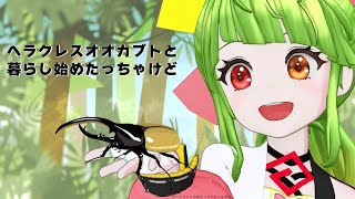 【雑談】名前はカブ太郎です #ヘラクレスオオカブト #舞鶴よかと