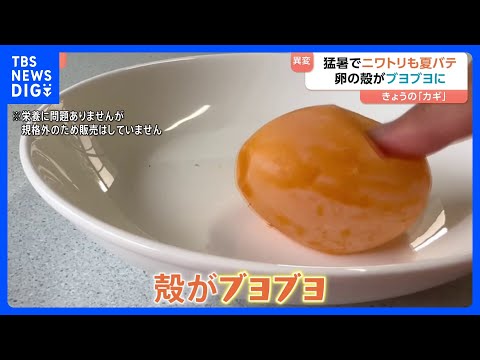 ポイ活の動画サムネイル - 急な猛暑でニワトリ夏バテ！卵に異変“殻がブヨブヨ”に…卵の価格が過去最高値に迫るほど高騰　ラーメン店は煮卵値上がりで悲鳴｜TBS NEWS DIG