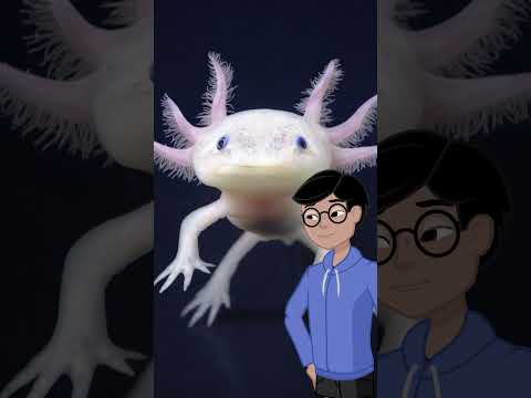 Axolotls: Masters of Regeneration! 🦎❤️