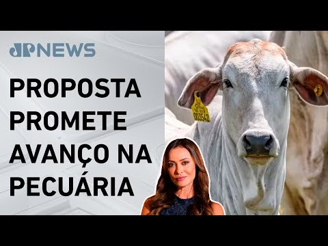 Governo lança plano para rastreio de gado bovino; Patrícia Costa analisa