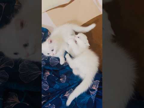 Cat videos #shortsfeed #cutecat #funnycat #subscribe #youtubeshorts #youtube #short #catlovers #cat