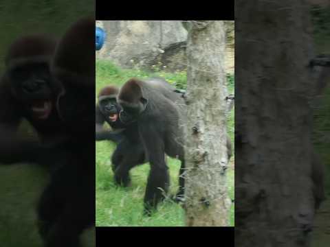 台北市立動物園のゴリラ親子のほほえましい瞬間と面白シーンをご紹介 サムネイル
