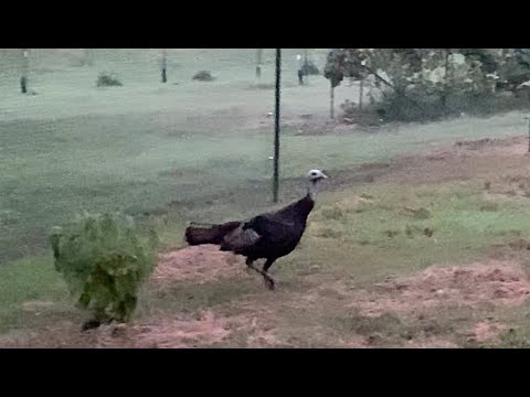 Wild Turkey in my Garden (raw video)
