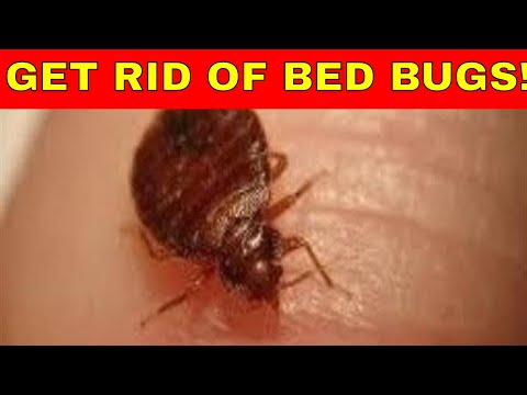 How to get rid of bed bugs fast and effectively!