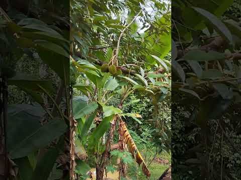 duren atas genteng #durian #durianindonesia #shorts