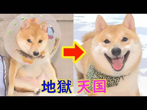 手術後の不自由な生活から解放され、喜びで大暴れする柴犬兄弟の姿にジーンと来ました