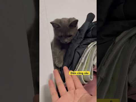 Là sao vậy ey #jack #linhmientay #cat #xuhướng