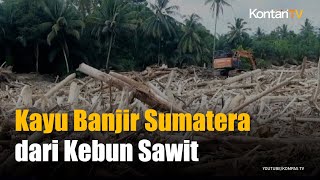 Kayu Gelondongan Banjir Sumatera Terindikasi Hasil Pembukaan Lahan Sawit