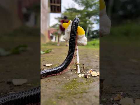I called your name softly, and the millipede suddenly stopped moving.#shortvideo#millipedes