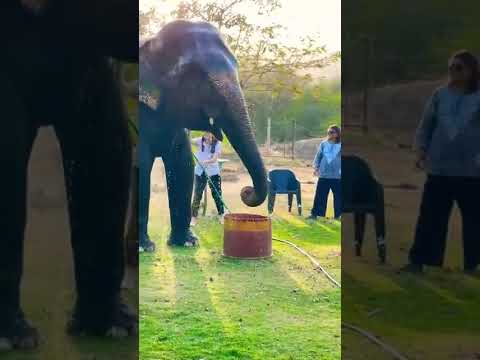 🌿 Rain Dance with Giants! 🐘💦 #elephant #elephantart #shortvideo #elephantfunpark #love