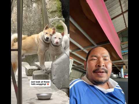 #cutedog #cute #whowillbemylifepartnerta #lifeisbutadream #pets #music #animation #duet #cat