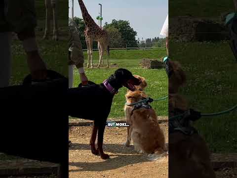 My Dogs Meet Wild Zoo Animals!