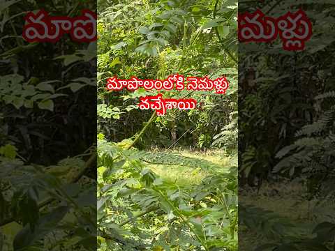 మాపొలంలోకి నెమళ్లు వచ్చేశాయి #peacock #farming #villagelife #village #shorts #peacocks #trending