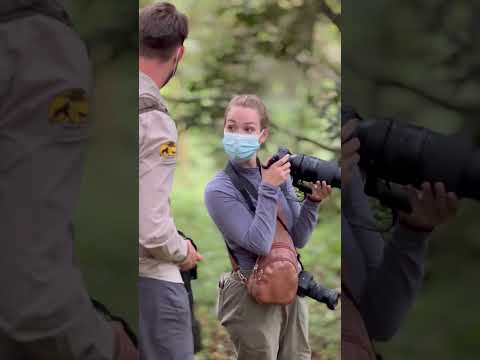 Imagine getting cross to the Mountain Gorilla like this
