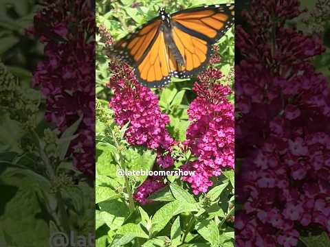 Monarch sighting at The Nursery! #monarchbutterfly #gardening