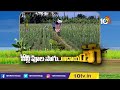 లిల్లీ పంట సాగు.. లాభాలు బాగు | Lily flower Farming | Matti Manishi | Agri Info | 10TV  - 04:49 min - News - Video
