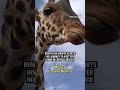 Benito the giraffe starts his journey to a better home in central Mexico  - 00:36 min - News - Video