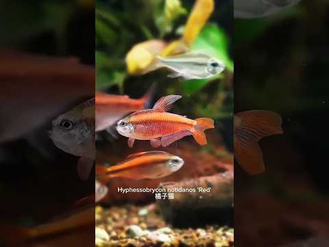 Hyphessobrycon notidanos 'Red' #shorts Hyphessobrycon notidanos 'Red' ❤️

Thanks to 橘子猫

#AmazonFish #NanoAquarium 
#RareSpecies 