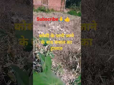 कोसी का पानी जाने के बाद फसल का हालात#viral #shortvideos #short #viralvideo #nepal #news #trandingsh