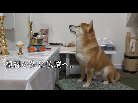初盆の夜に柴犬が示した不思議な行動について解説 サムネイル