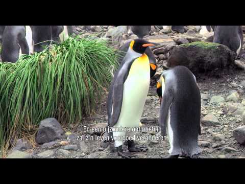 The Penguin King'