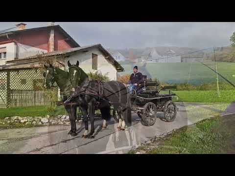 Apollo & Allegro, harmonisches GESPANN - Winterrappen, Schlesier ( Alt- Oldenburger)