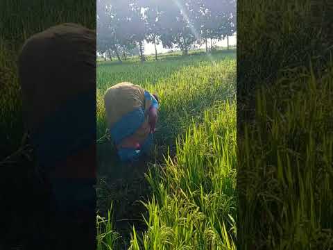 #farming #farmer #villagelife #trending #viral #nature #telugu #agriculture #automobile #song #crops