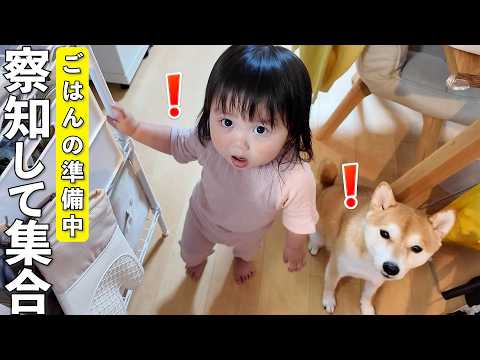 ご飯の気配を察知して出待ちする柴犬と1歳児が可愛すぎましたw