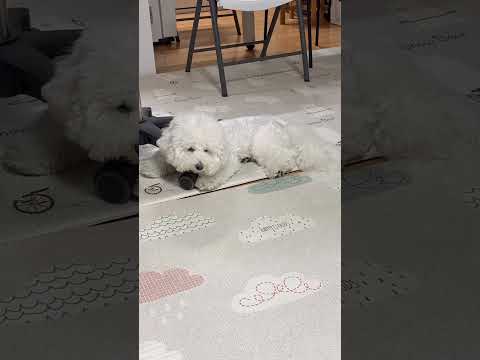 잠을 자야 하지만..뽁ver #dogshorts #강아지영상 #bichon #cute #sleep