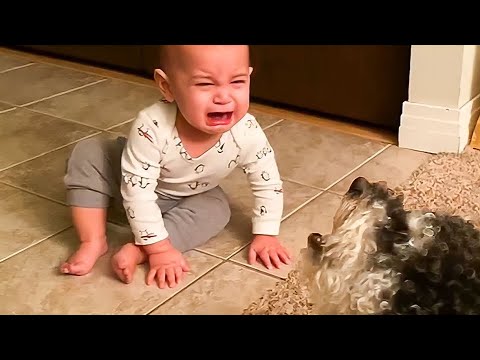 Dogs and Babies Playing Cute and Funny Videos for Daily Laugher - Try Not To Laugh