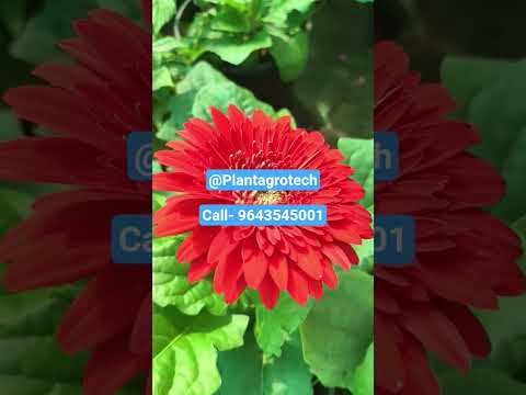 #garden #plantproducts #gardenplants #flowers #plants #gardenflowers #landscaping