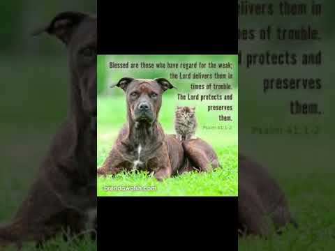 #worshipmusic #gospelmusic #christianmusic #music #dailybibleverse #cat #dog #petlover