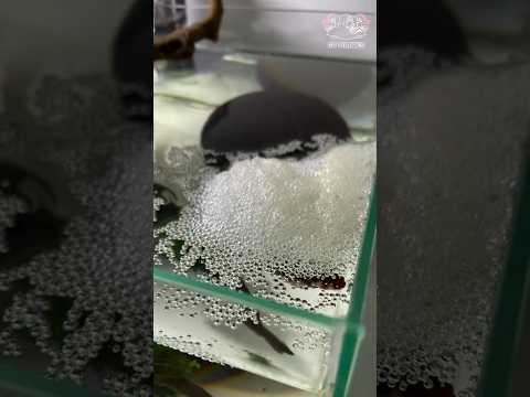 bubble nest #trending #aquarium #bettafish #viralvideo #fishtank