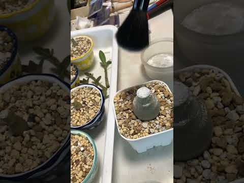 行けるか!実生アデニゥム万を辞して強剪定#shorts #houseplants #観葉植物 #多肉植物 #plants #アデニゥム