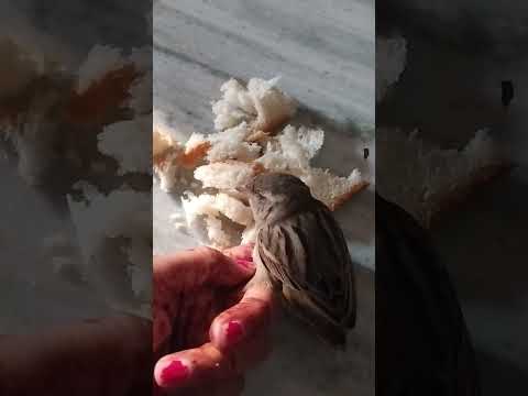 animal lover 😍 sparrow in my hand #savinglife#sparrow#/like