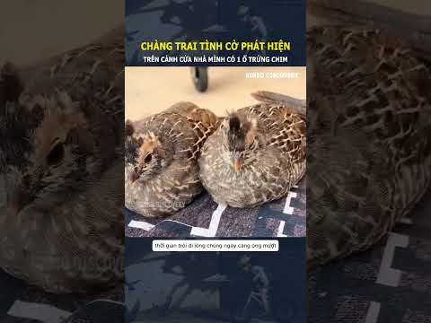 Chàng trai tình cờ phát hiện, trên cánh cửa nhà mình có 1 ổ trứng chim#shorts